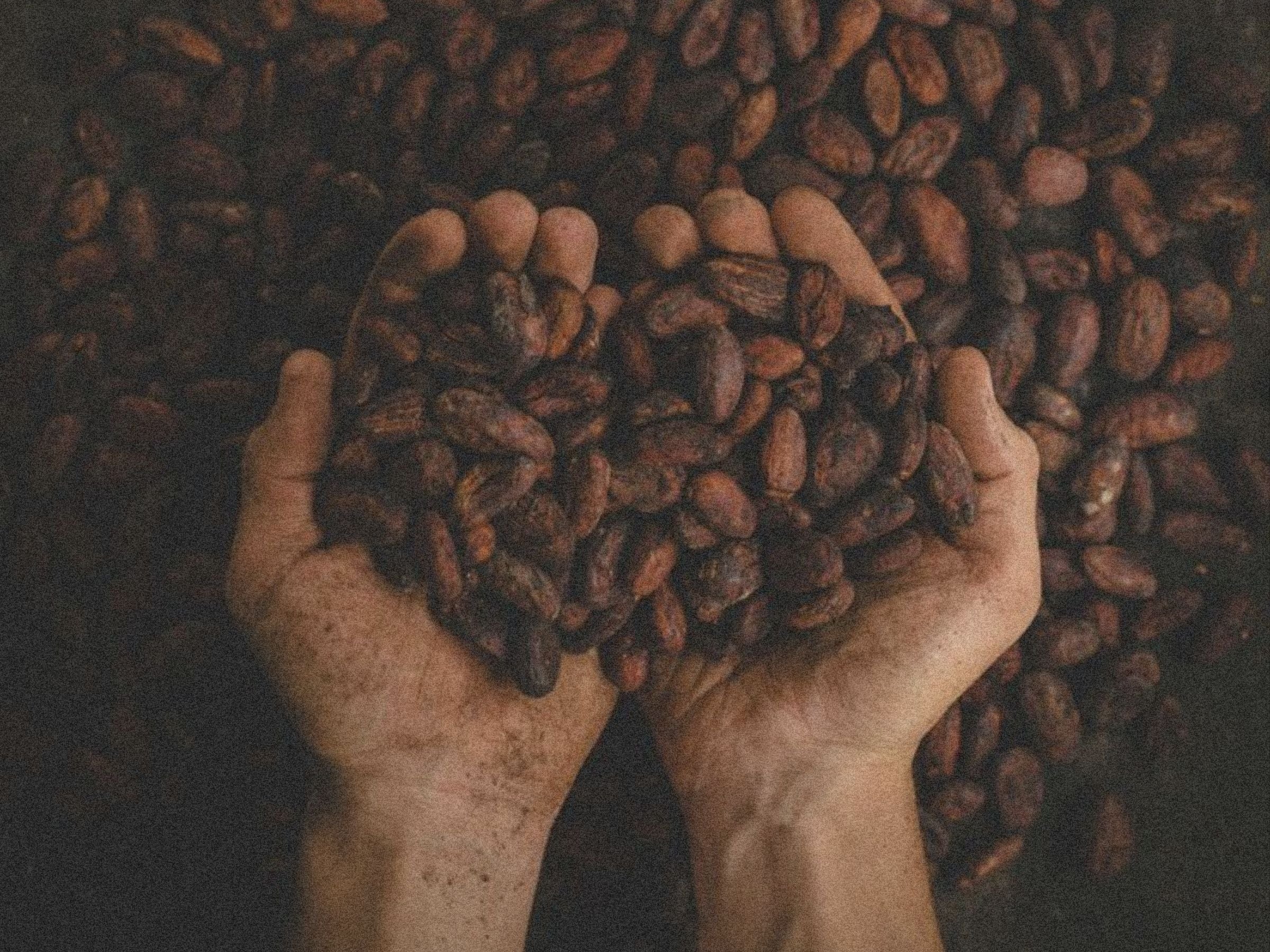 Cacao en Polvo Puro: Beneficios, Propiedades y Cómo Tomarlo - MOODS!