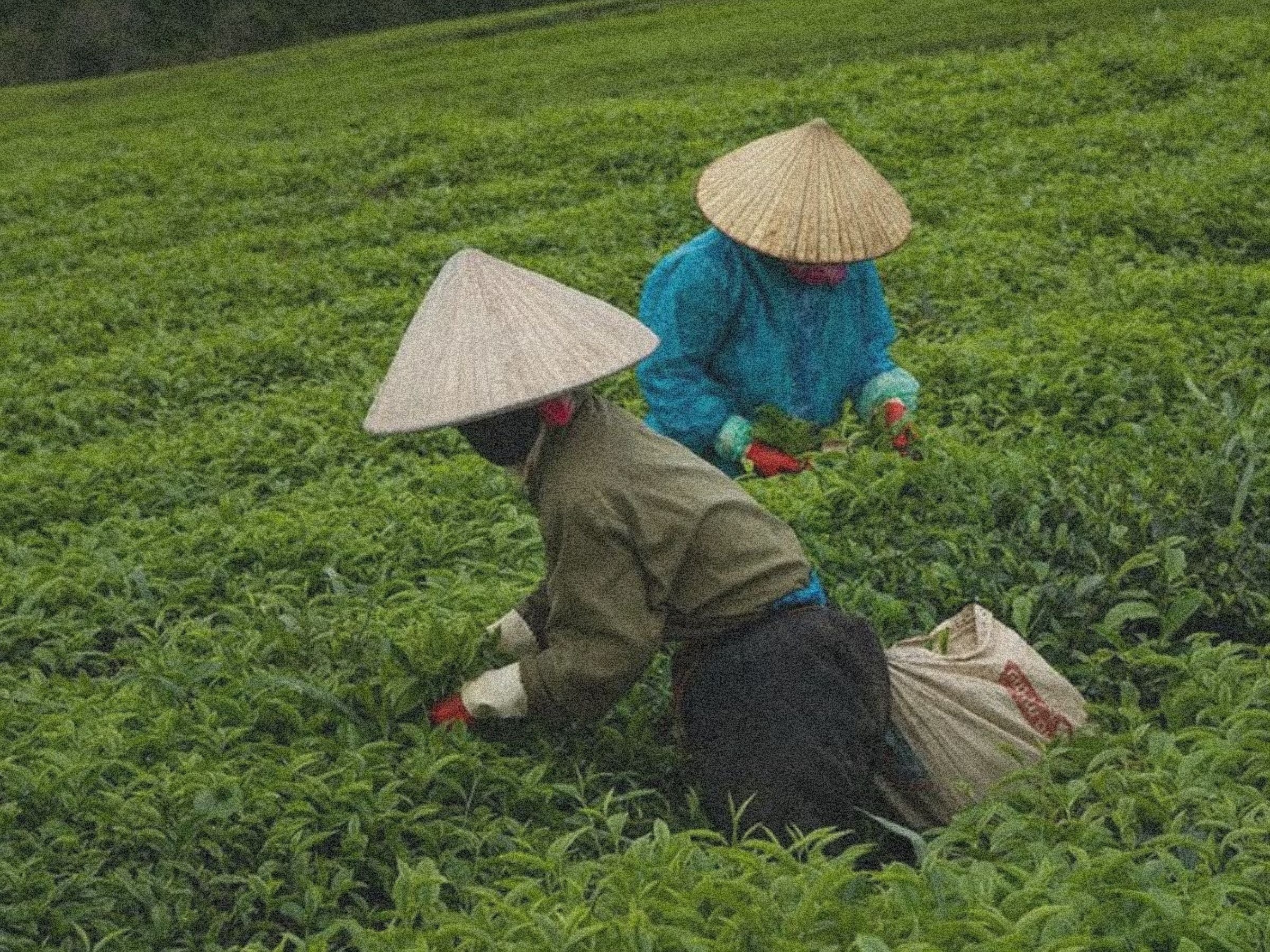 Matcha Ceremonial vs Matcha Premium: ¿Cuál Elegir? - MOODS!